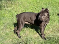 Irk Garantili Cane Corso Yavrular – Özel Bakımlı