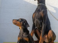 Gel Gör Al Doberman Kampanyası
