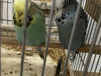 Sahibinden hazır takım show jumbo muhabbet kuşu