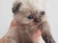 Kaliteli sağlıklı scottish fold yavrular