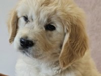 Golden Retriever Köpeği