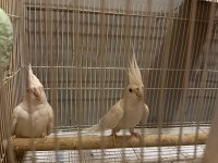 Albino sultan papağanı