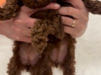 Safkan Teacup Kore Poodle yavrular