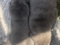Kaliteli cane corso yavrular rezervede