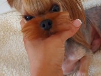 Şecereli yetişkin erkek yorkshire terrier