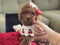 Yavru poodle kızım Cherry