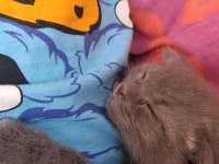 Scottish fold kedimiz