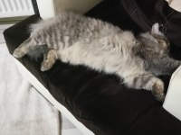 Acil chinchilla sahiplendirme