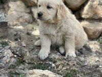 Orjinal saf kan golden retriever bebeklerimiz