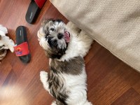 2 bucuk aylık shih tzu yavrularıma yuva arıyorum