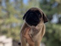 A kalite pug mops bebeğim