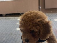 Erkek Toy Poodle