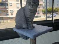 Oyuncu bebek 5 aylık dişi british shorthair