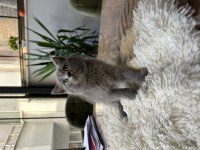 British shorthair