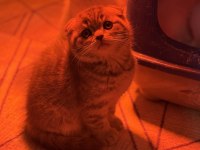 Türkiyenin en güzel scottish fold bebekleri