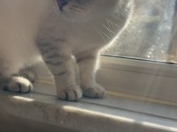 Selam ben scottish fold bihter
