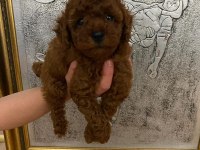 Red Brown poodle yavrularim ev doğumlu