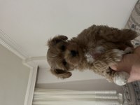 Birinci sınıf kore kan maltipoo bebekler