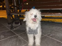 TERRİER EVCİL KÖPEK