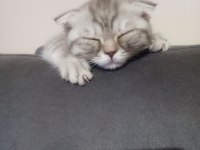 2.5 aylık scottish fold kedimiz yeni yuvasını arıyor