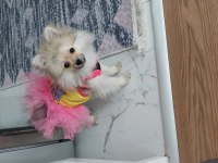 Pomeranian boo fox face