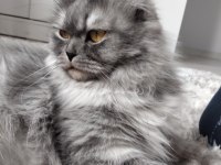 Güzel asil yetişkin kedim