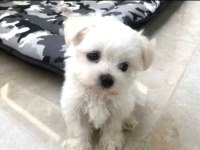 Mini Boy Maltese Yavrularımız