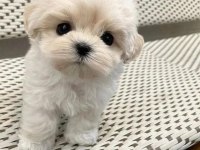 Maltese terrier