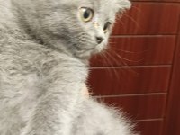 British Shorthair Yavrularım Yuvalarını Bekliyor