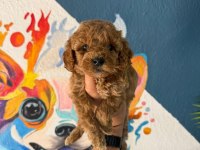 Toy Poodle Bebeklerimiz