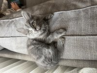 Mama karşılığı british shorthair sahiplendirme