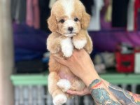 Maltipoo yavrularımız