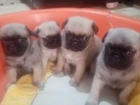 50 günlük pug yavrularımız sahiplendirilecektir