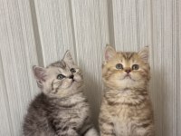 Koca Kafalı British Shorthair Bebeklerim
