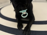 9 Aylık Dişi Pug Yavrumuz