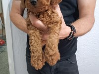 Anne Altından Poodle Yavrular