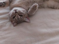 3 aylık dişi british shorthair yavrumuz