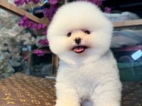 Pomeranian Boo 2 Aylık