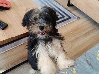 Terrier yorkshire yuva ariyor