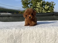 Kore Kan Toy Poodle Bebekler