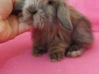 Renk renk tavşanlar hollanda ve teddy lop bebekler