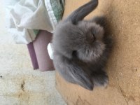 Hollanda Lop Tavşanı Blue
