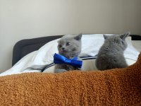 50 günlük yavru british shorthair yuvasını arıyor