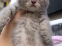 British Shorthair Lilac Top Kafa Erkek