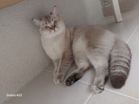 British shorthair bluepoint 11 aylık