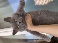 Erkek British Shorthair Orjinal Irk