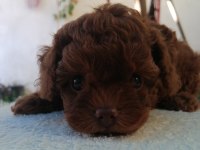 Teddy face toy poodle