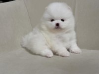 Teddy Bear Pomeranian En Mini Yavrular