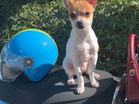 5 Aylık Chihuahua