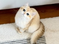 Şecereli British Shorthair Golden ny12 erkek yavru